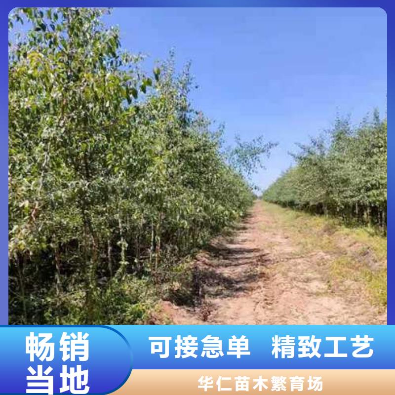 杜梨树苗多少钱一颗