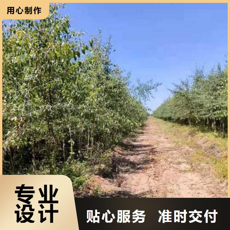 杜梨海棠苗物流配貨上門