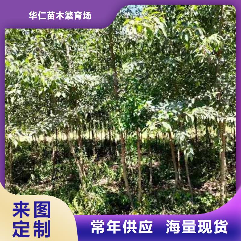 杜梨小苗管理方式