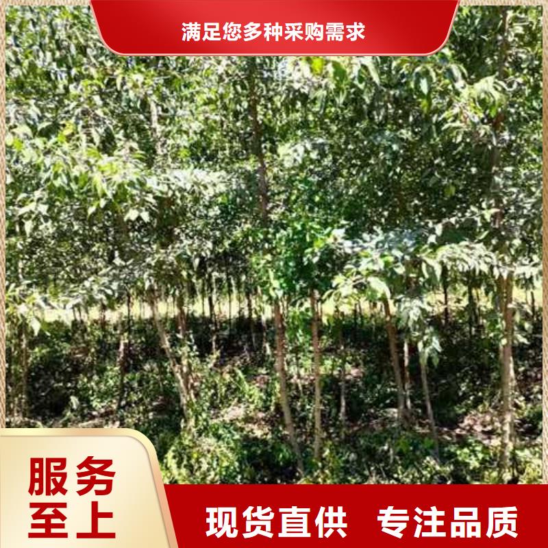 杜梨奧紅一號梨苗嚴選材質