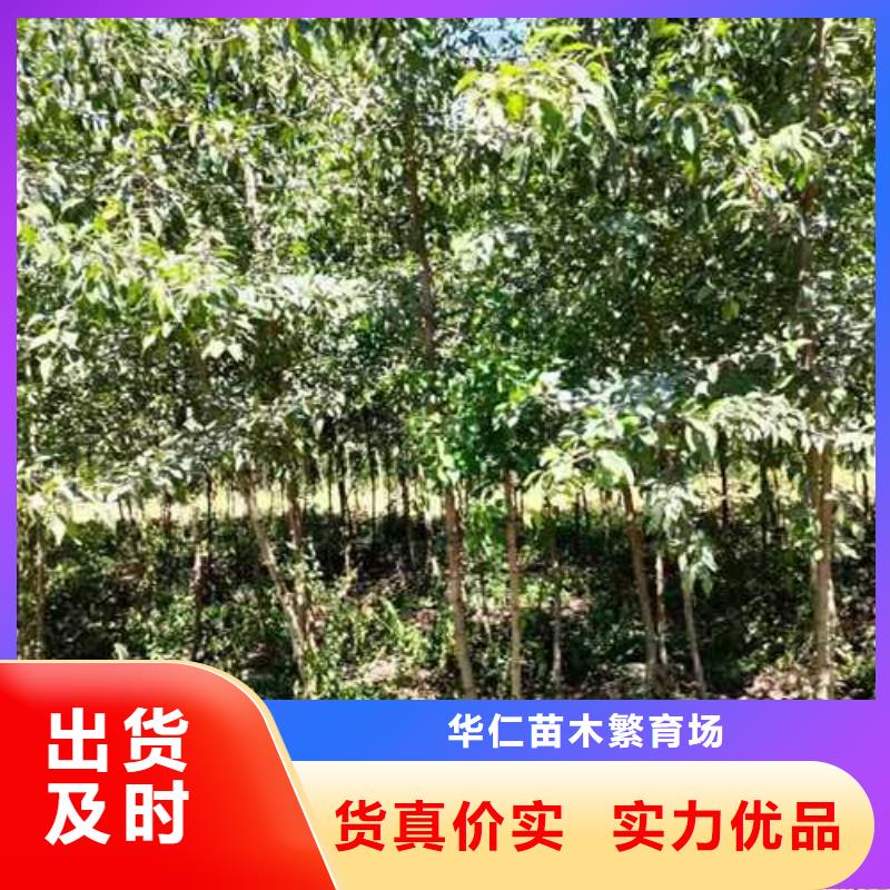 杜梨,毛桃苗来图定制