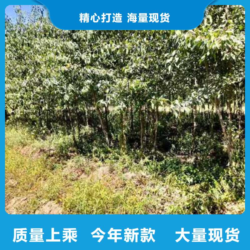 杜梨苗品種介紹