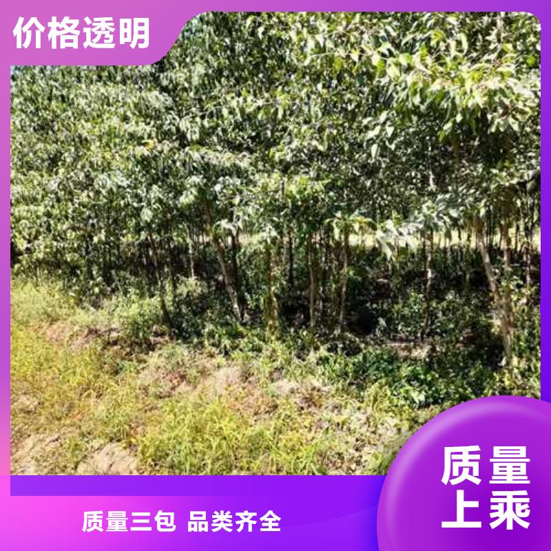 杜梨皇冠梨樹苗自有生產工廠