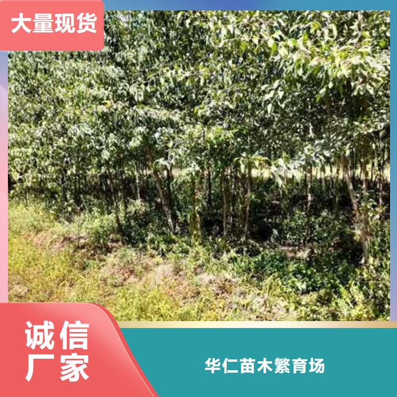 杜梨-杜梨苗源廠供貨
