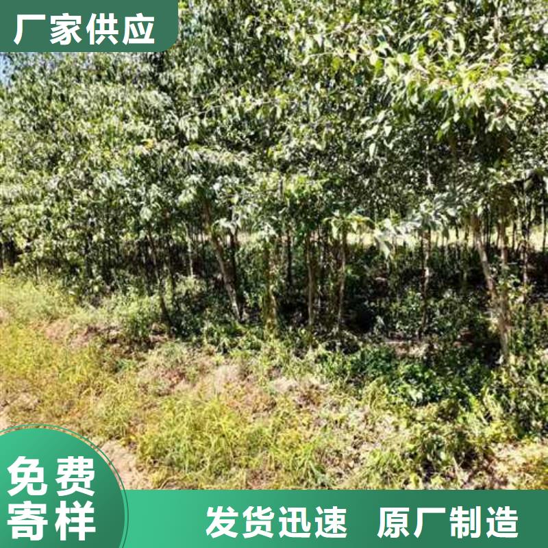 杜梨树苗多少钱一颗