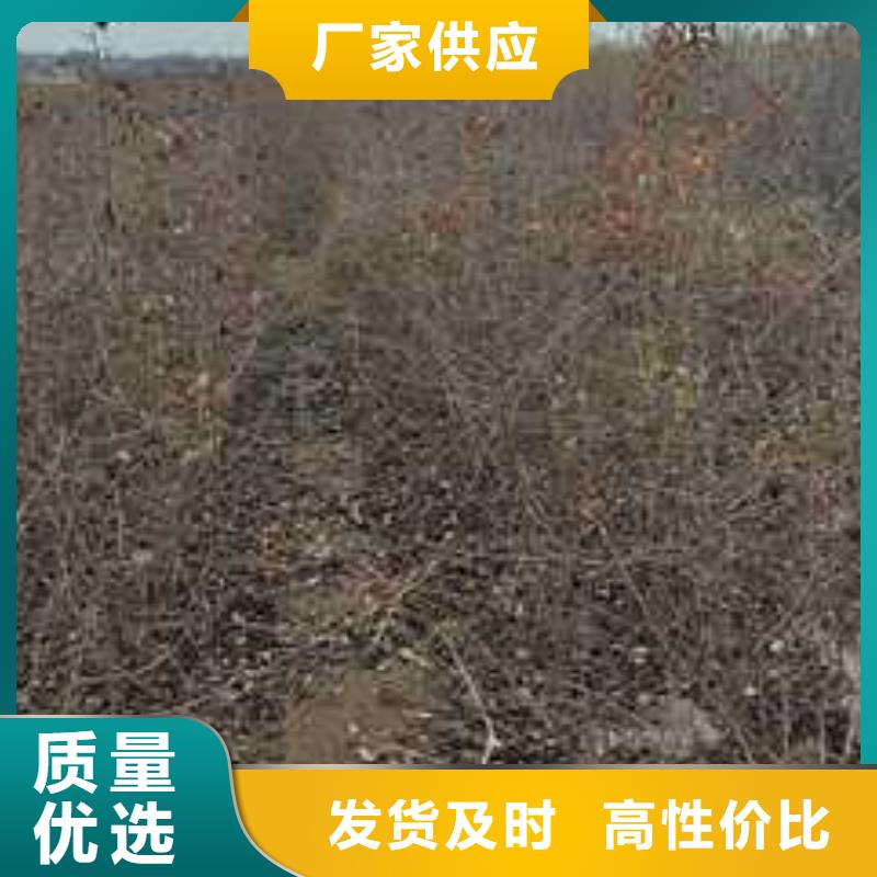 杜梨,毛桃苗來圖定制