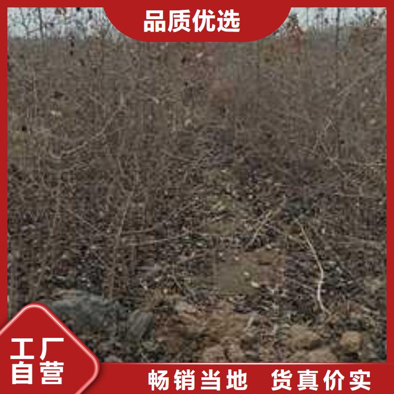 杜梨,毛桃苗多家倉庫發貨