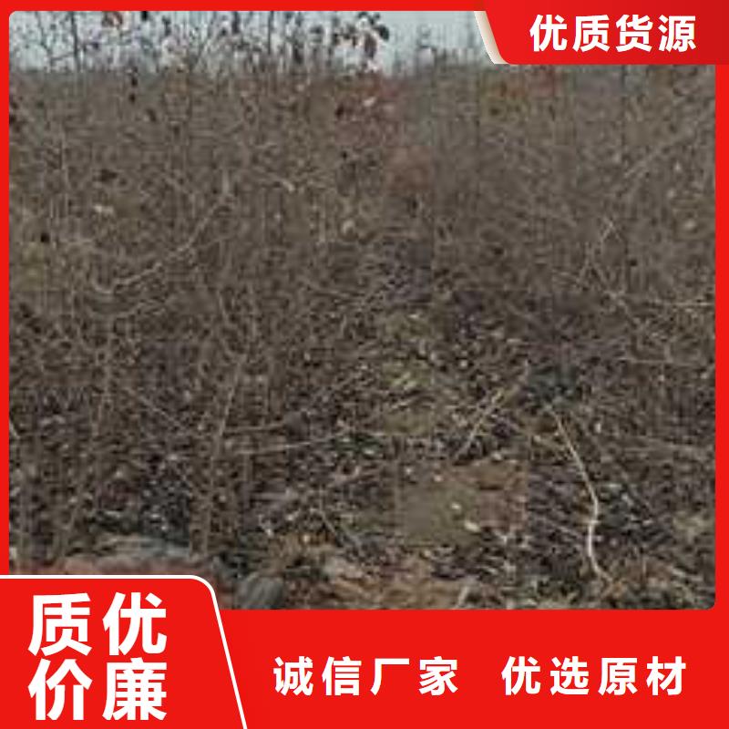 杜梨,黄冠梨树苗制造生产销售