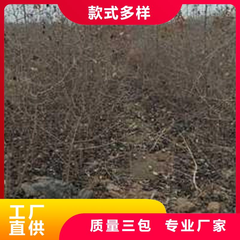 杜梨毛桃苗精心打造