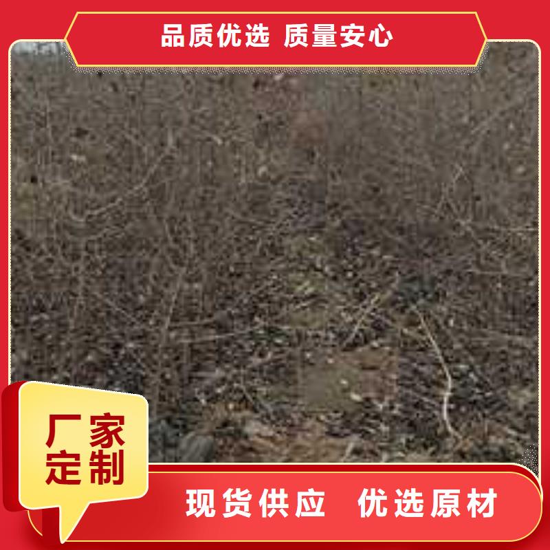 杜梨-新梨7號梨樹苗多行業適用