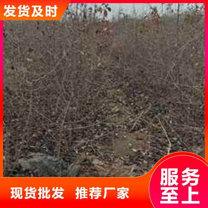 杜梨,黄冠梨树苗制造生产销售