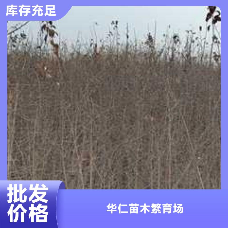杜梨奥红全红梨树苗实体诚信厂家