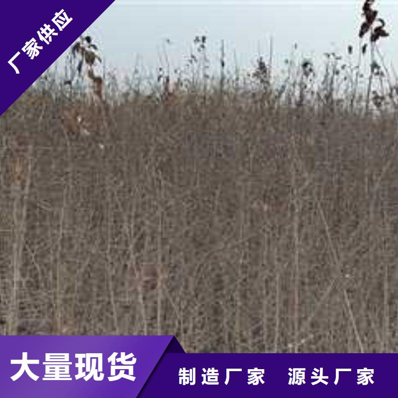 杜梨黄冠梨树苗有口皆碑