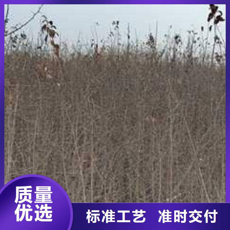 杜梨海棠苗免費獲取報價