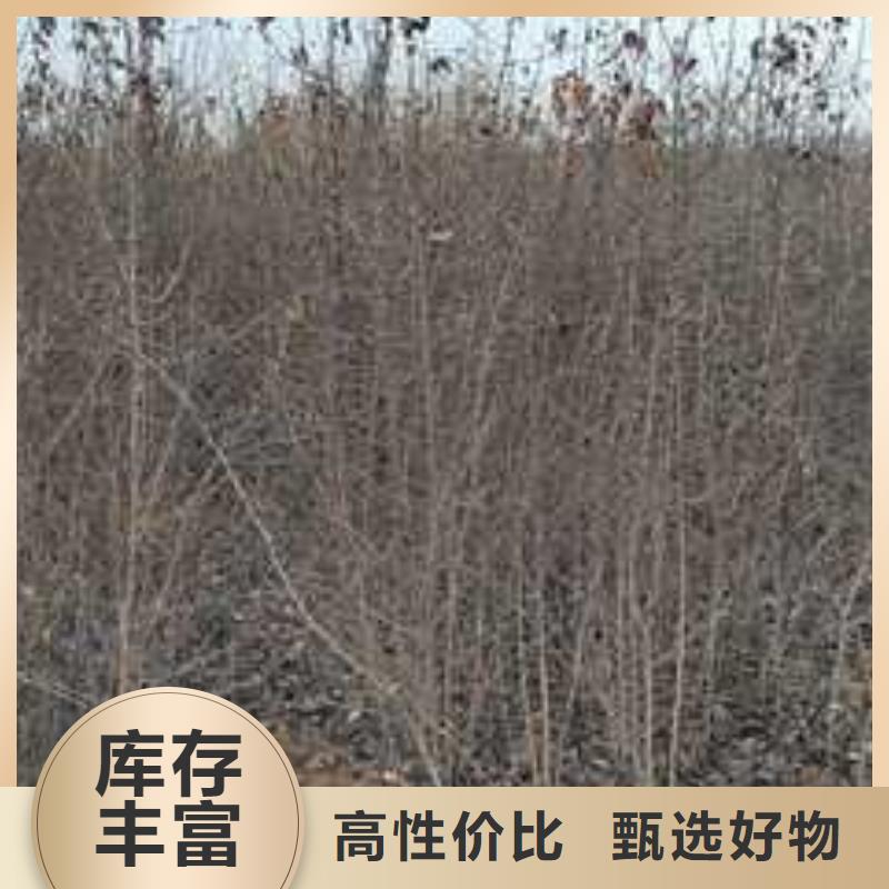 杜梨梨树苗基地做工精细
