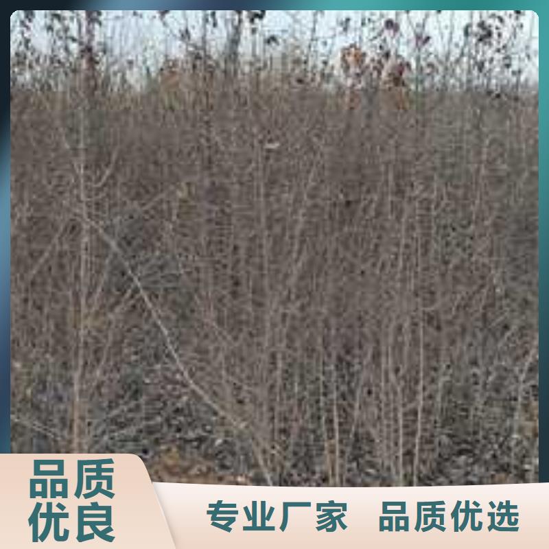 杜梨皇冠梨樹苗N年專注