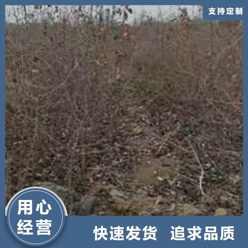杜梨玉露香梨樹(shù)苗廠家擁有先進(jìn)的設(shè)備