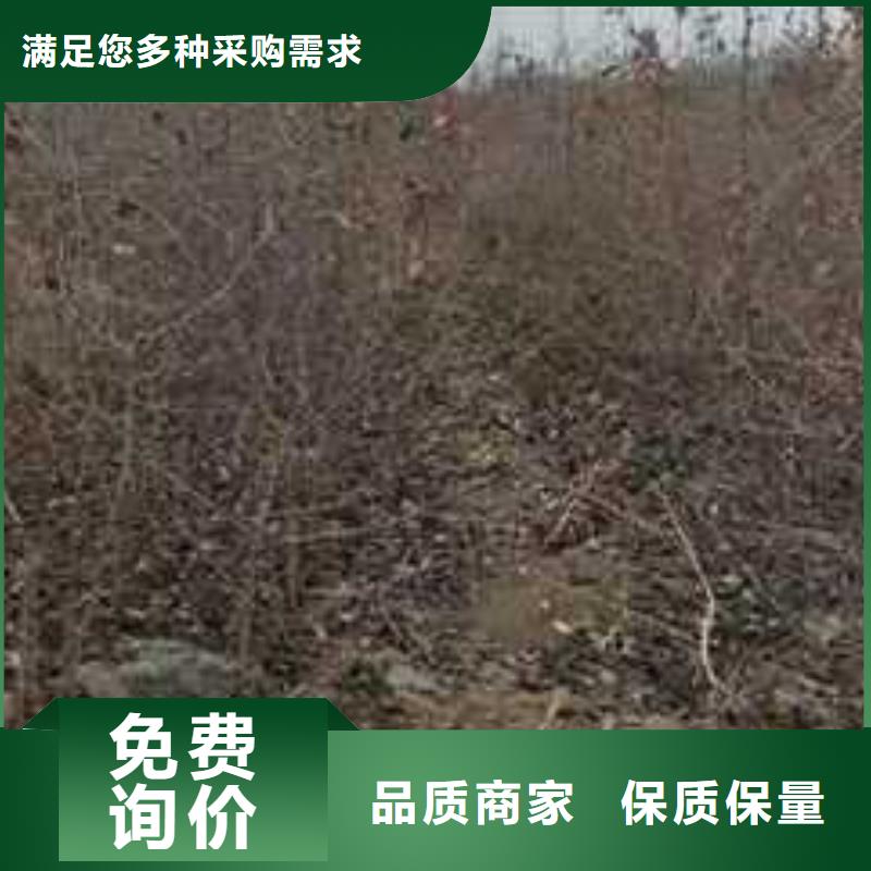 杜梨皇冠梨樹苗自有生產工廠