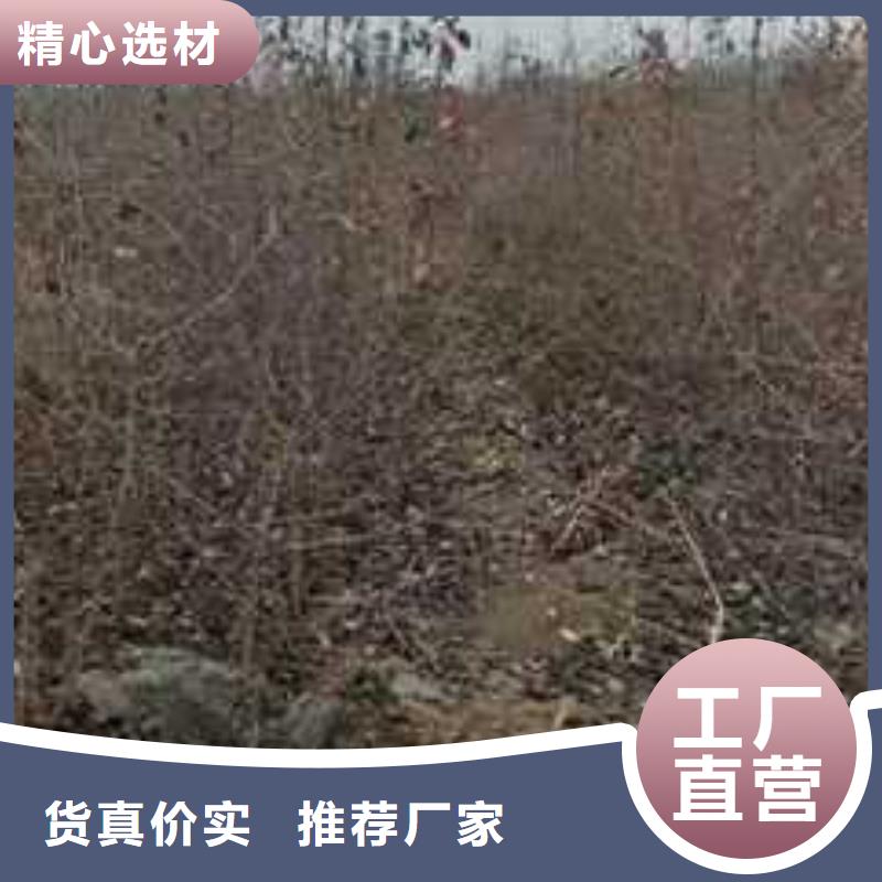 杜梨,奧紅全紅梨樹苗今日價格