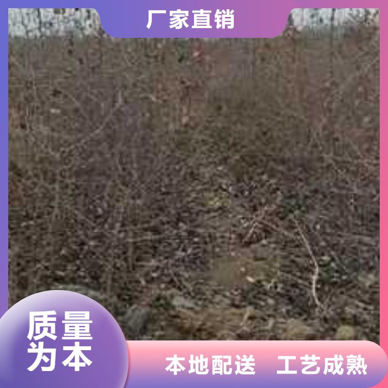杜梨十四號桃樹苗好產品放心購