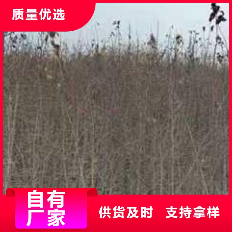 杜梨新梨7号梨树苗颜色尺寸款式定制