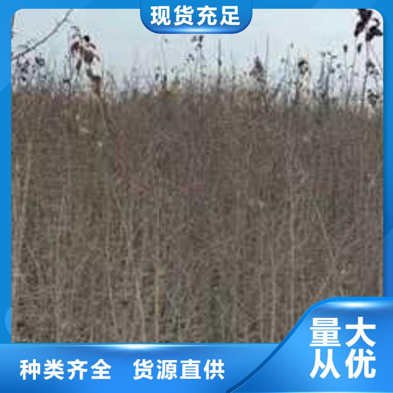 杜梨-秋月梨树苗长期供应