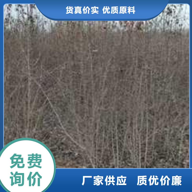 【杜梨北京十四號桃樹苗專注生產(chǎn)N年】