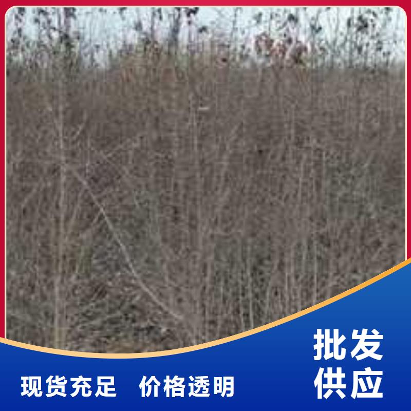 杜梨新梨7號梨樹苗質量安心