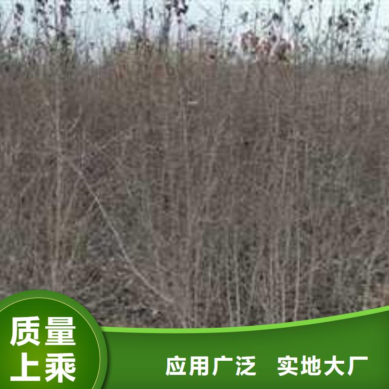 杜梨十四號桃樹苗貨品齊全