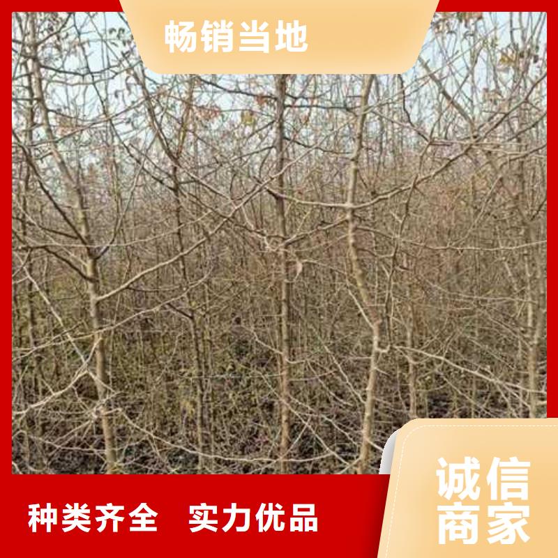 杜梨梨樹苗基地工藝成熟