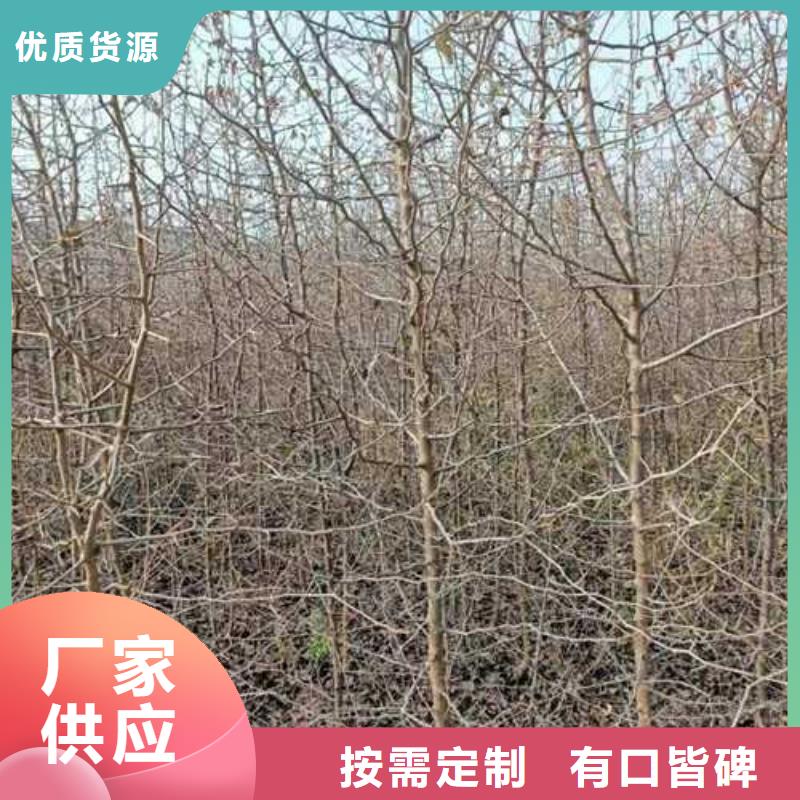 杜梨,毛桃苗來圖定制