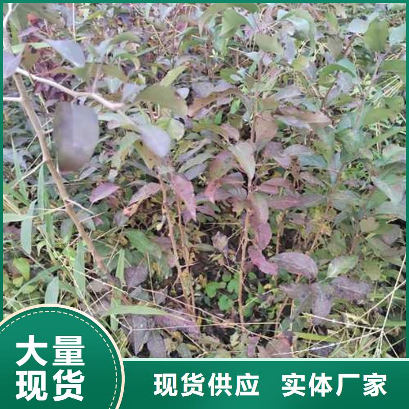 山桃苗视频-山桃苗_四川省乐山市市场覆盖夹江|井研|眉山|南充|甘孜|宜宾等