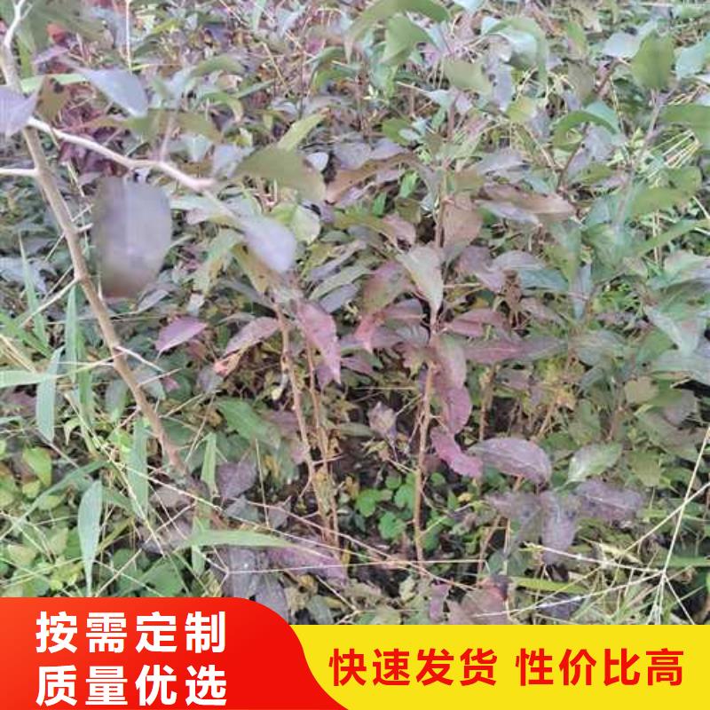 杜梨皇冠梨樹苗自有生產工廠