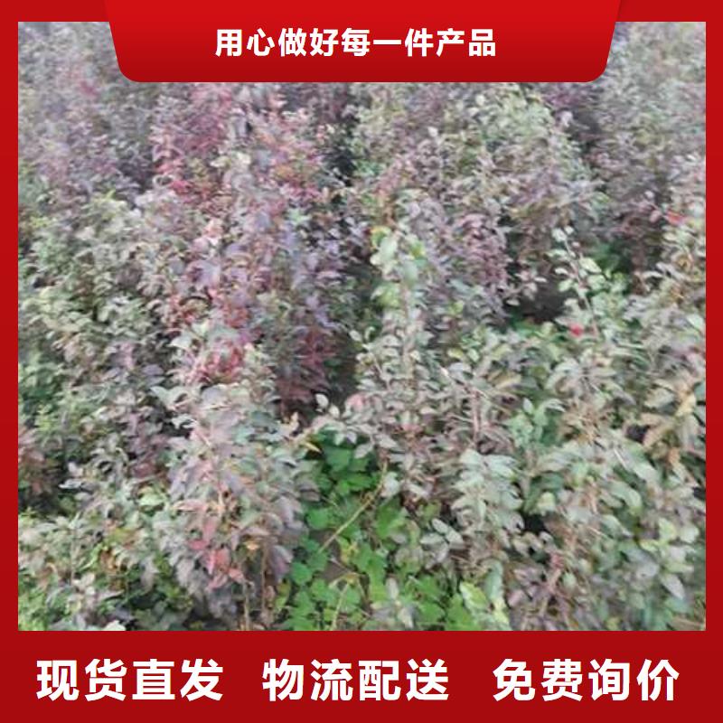 杜梨奧紅一號梨苗追求細節品質