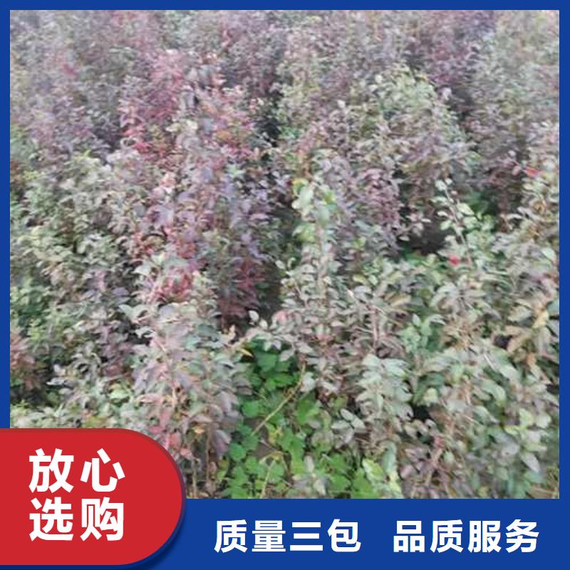 杜梨,毛桃苗品牌企业