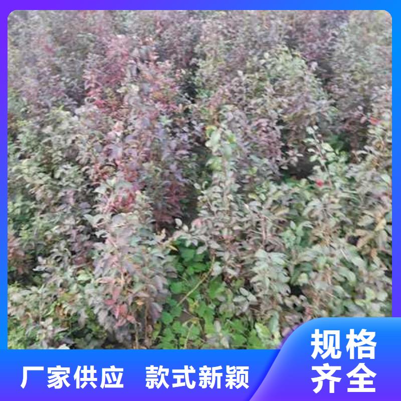 杜梨-杜梨苗源厂供货