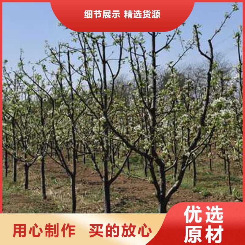 杜梨香酥梨树苗品质无所畏惧