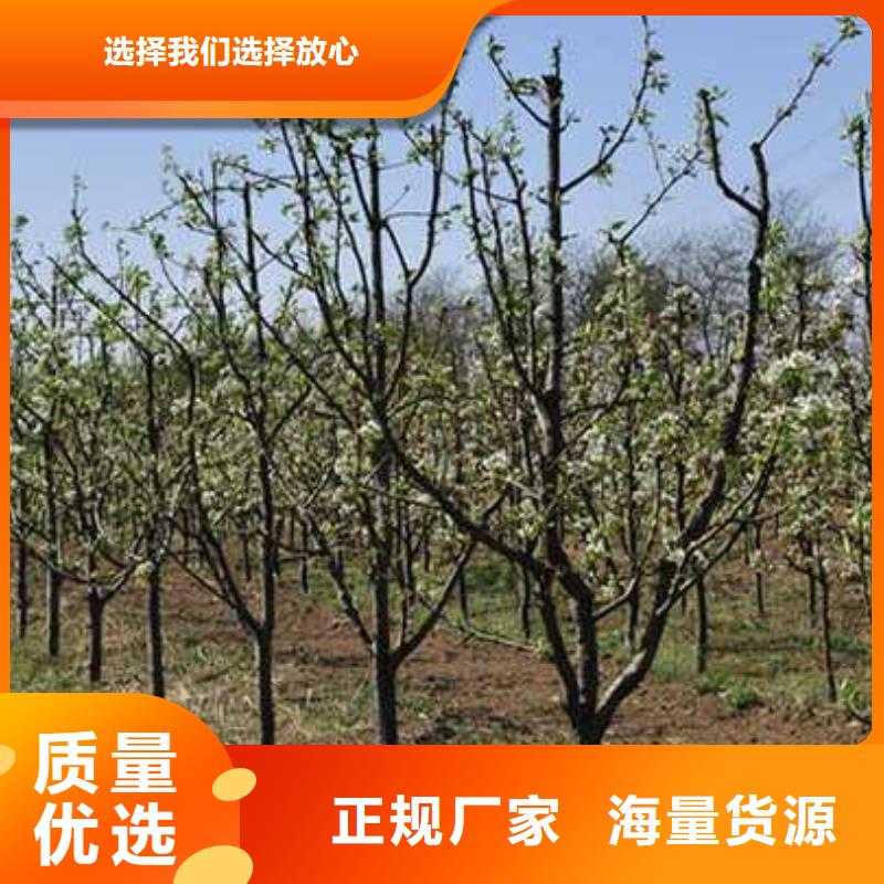 杜梨苗病蟲防治