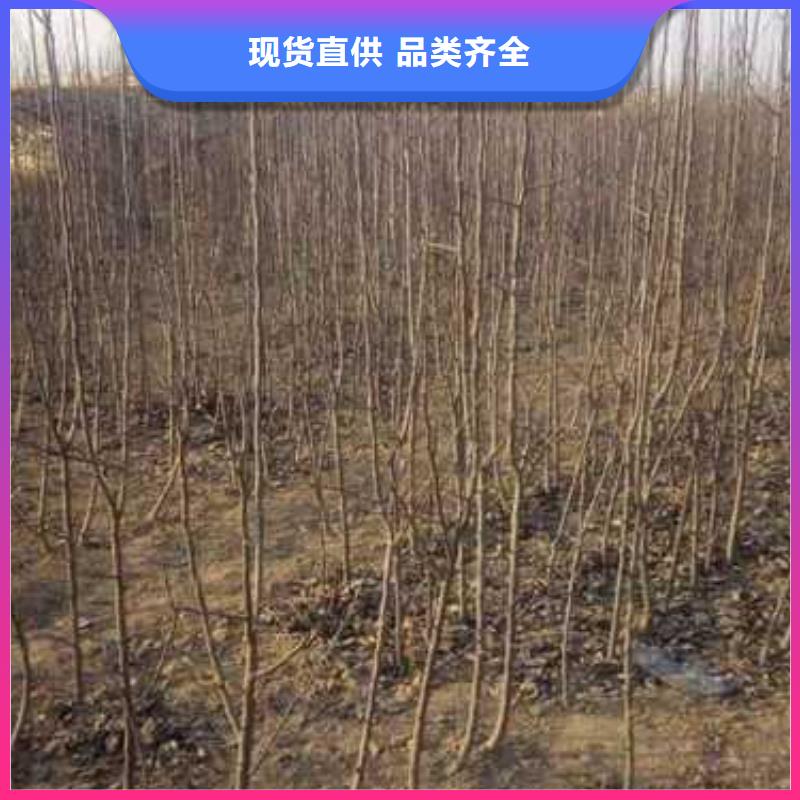 杜梨奧紅一號梨苗追求細節品質