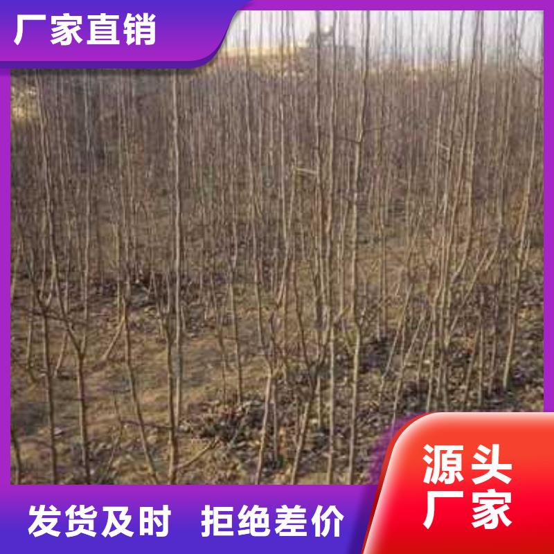 杜梨玉露香梨樹(shù)苗廠家擁有先進(jìn)的設(shè)備