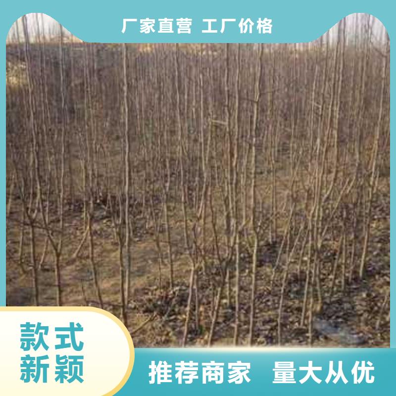 杜梨杜梨苗質優價保