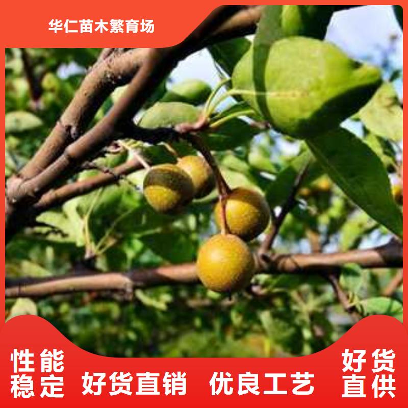 杜梨香酥梨樹苗品質無所畏懼