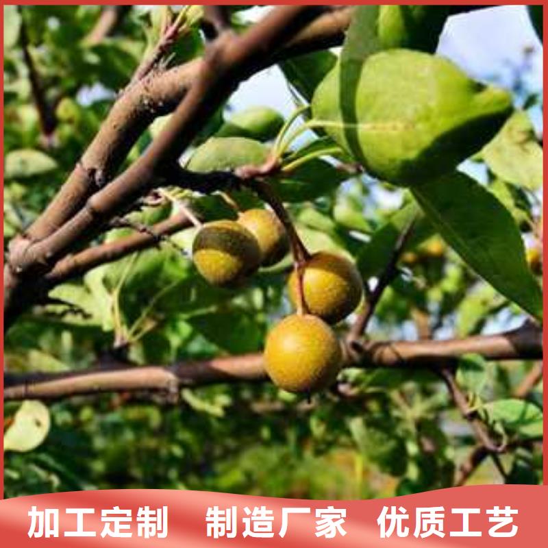 山桃苗视频-山桃苗_四川省乐山市市场覆盖夹江|井研|眉山|南充|甘孜|宜宾等