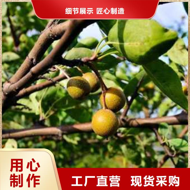 杜梨皇冠梨樹苗自有生產工廠