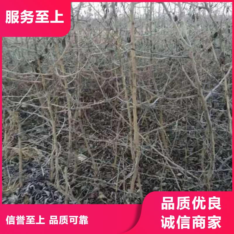 杜梨苗零售批發(fā)
