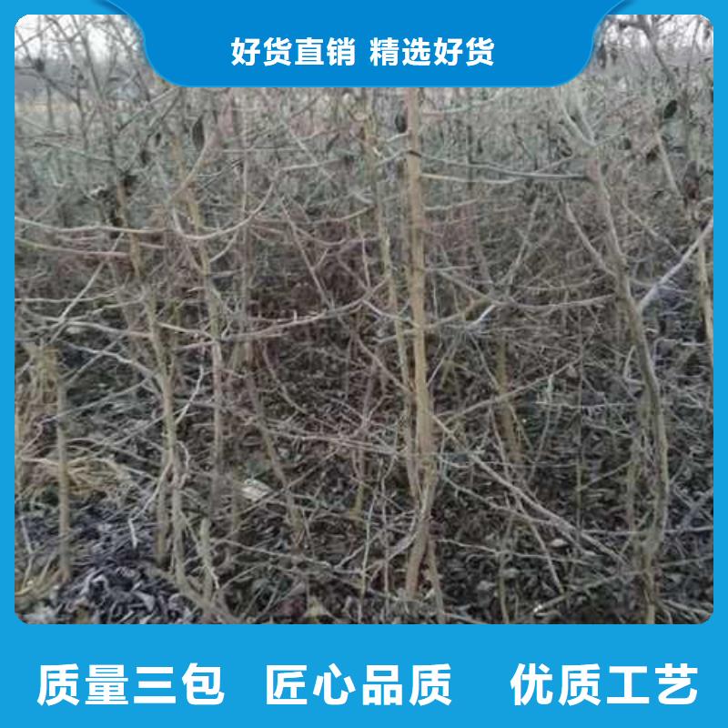 杜梨,梨树苗基地工厂直营