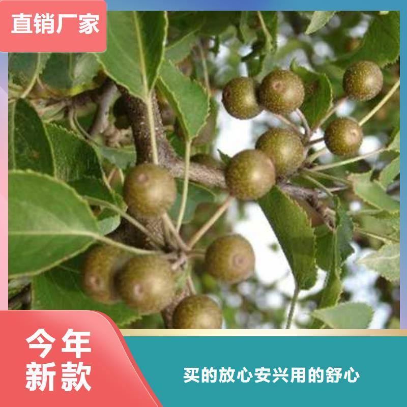 杜梨紅香酥梨樹苗專業信賴廠家