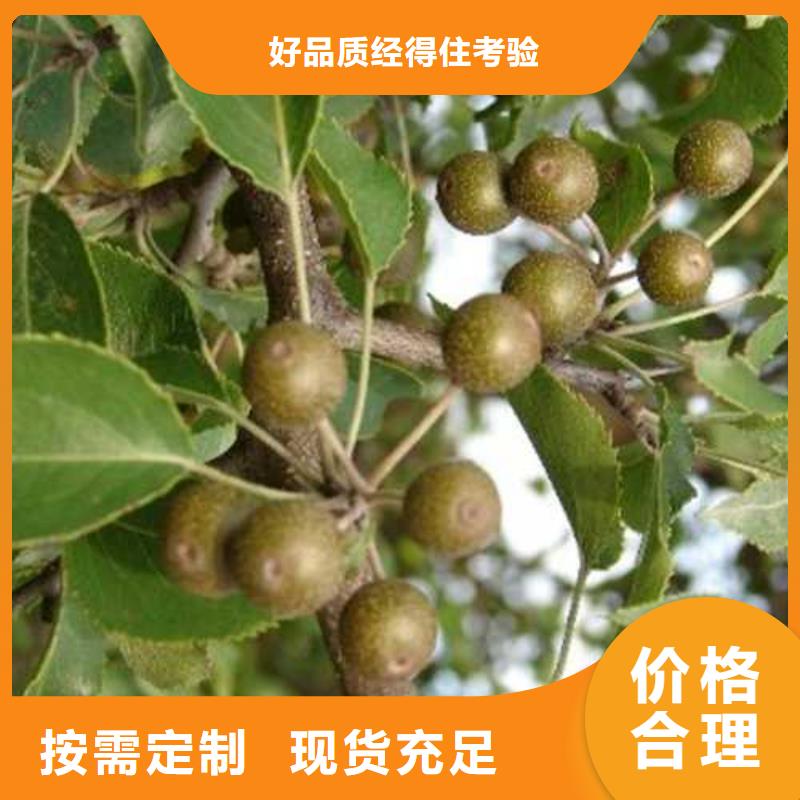 杜梨新梨7號梨樹苗質量安心
