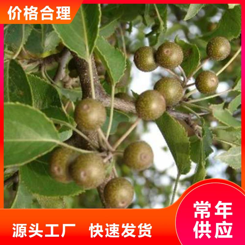 杜梨玉露香梨樹(shù)苗廠家擁有先進(jìn)的設(shè)備