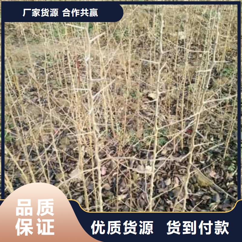 杜梨,黄冠梨树苗制造生产销售